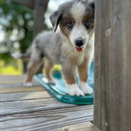 Joseph - Blue merle male Miniature Australian Shepherd puppy in Doddridge, Arkansas from Huddleston Farm