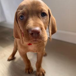 Chips - Red male Vizsla puppy in Richland Center, Wisconsin from Driftless Vizslas