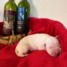 Chardonnay - White and black female Dalmatian puppy in Claremore, Oklahoma from Lotsofdots Dalmatians