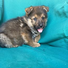 Sable male - Sable male German Shepherd puppy in Jennings, Kansas from Lost Creek German Shepherds LLC