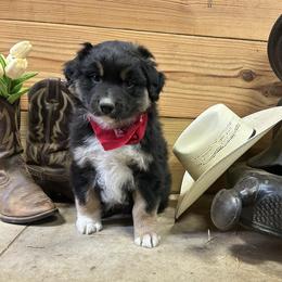 Green Collar Boy - Black tri-color male Australian Shepherd puppy in Van Wert, Ohio from Northwest Ohio Aussies