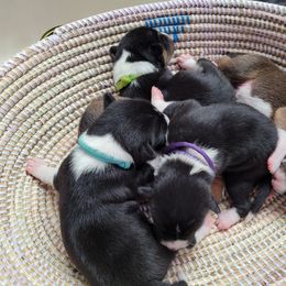 Basenji and Estrela Mountain Dog Puppies from Haus Annandael Basenjis