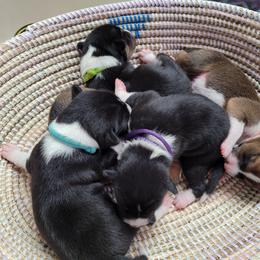 Basenji and Estrela Mountain Dog Puppies from Haus Annandael Basenjis