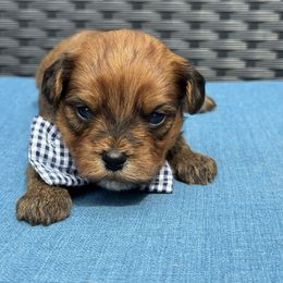 Banjo - Gold sable male Havapoo puppy in Loveland, Colorado from Littledoodles2love