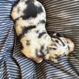 BMM 1 - Blue merle male Australian Shepherd puppy in Bainbridge, Ohio from CK Aussies