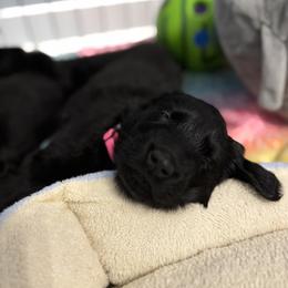 Flat-Coated Retriever Puppies from Flatline Flat-Coated Retrievers