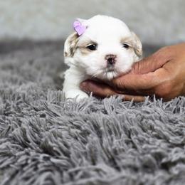 Queen - Cream and white female Shih Tzu puppy in Hialeah, Florida from Jolie glz