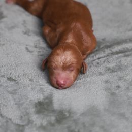 Girl 1 - Red  female Goldendoodle puppy in Macclenny, Florida from Baker County Goldendoodles