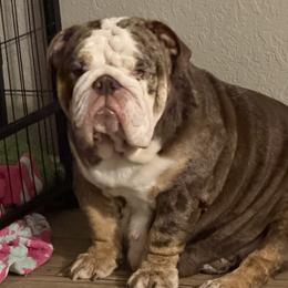 Olive - Bulldog
