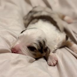 Jasper AKC - Red merle male Australian Shepherd puppy in Polk City, Florida from Skaky Shepherds