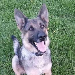 Nala Vom Vlastenec - German Shepherd