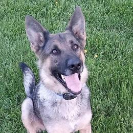 Nala Vom Vlastenec - German Shepherd