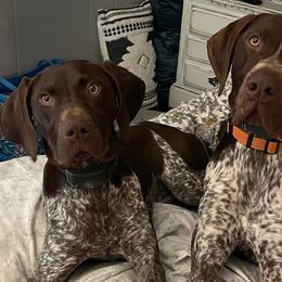 German Shorthaired Pointers from Nakeyta Morgan