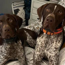 German Shorthaired Pointers from Nakeyta Morgan
