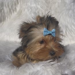 Penny - Black and gold female Yorkshire Terrier puppy in Las Vegas, Nevada from Yorkiepupsntcups