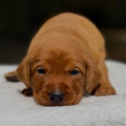 Black Collar - Yellow female Labrador Retriever puppy in Huntington, Texas from Soggy Bottom Retrievers