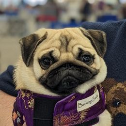 Japanese Chins and Pugs from Origami Japanese Chins