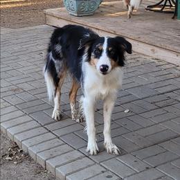 Sishi - Blue merle male Border Collie puppy in Morgan, Texas from Shooting Star Ranch