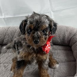 Poodle puppies from P3Puppies