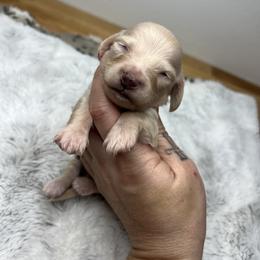 Boy three - Cream male Dachshund puppy in Payette, Idaho from NT Mini Doxies