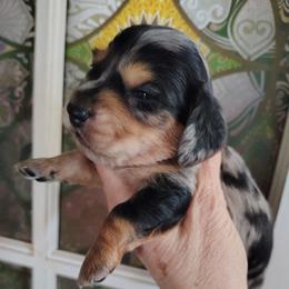 Boy 2 - Dapple male Dachshund puppy in Clayton, Indiana from Love Struck Miniature Dachshunds