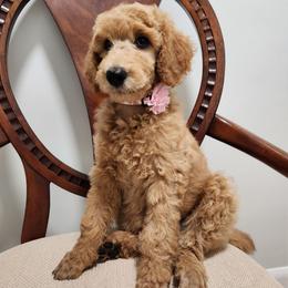 Baby - Red  female Poodle puppy in Spartanburg, South Carolina from Taya's Pups