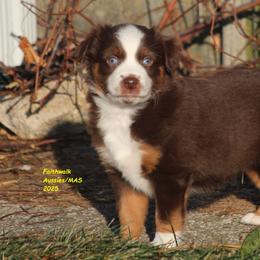 Solar - Red tri-color male Miniature American Shepherd puppy in Hillsdale, Michigan from Faithwalk Aussies and Mini American Shepherds
