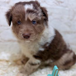 Grace - Pink - Red merle female Australian Shepherd puppy in San Marcos, California from Faith Family Freedom Farm