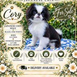 Cory - Black and white male Japanese Chin puppy in Johnson City, Tennessee from Erin & Friends Japanese Chin