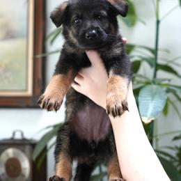 Suri - Bi-color female German Shepherd puppy in Coarsegold, California from Yosemite Shepherds