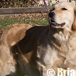 Chesapeake Bay Retrievers and Golden Retrievers from Ocotilla Goldens