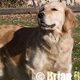 Chesapeake Bay Retrievers and Golden Retrievers from Ocotilla Goldens