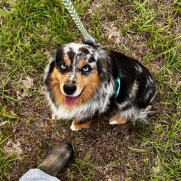 Rusty - Blue merle male Miniature American Shepherd puppy in Ava, Missouri from Blue Blood Mini Aussies