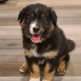 Australian Shepherd Puppies from Skyview Aussies