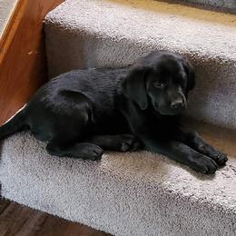 Labrador Retriever Puppies from Willow Kane Farm