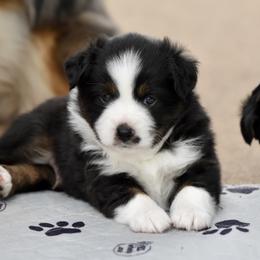 Astro - Black tri male Miniature Australian Shepherd puppy in Wichita Falls, Texas from Shooting Stars Ranch Toy and Mini Aussies