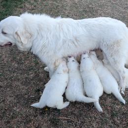 Great Pyrenees puppies from Horton Homestead Great Pyrenees