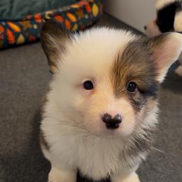 Ghost - Sable male Pembroke Welsh Corgi puppy in Boyd, Texas from Barker's Corgis