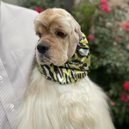Cocker Spaniel Puppies from Troy’s Cockers