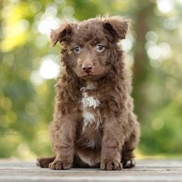 Cruise - Brown male Mudi puppy in Villa Ridge, Missouri from Mythic Mudi