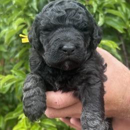 Oyster - Phantom male Poodle puppy in Arroyo Grande, California from Ever So Clever Poodles
