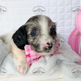 Mr. Green-3800 - Dapple male Dachshund puppy in Sparr, Florida from From the Heart Doxies
