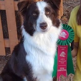 Australian Shepherds from Ms Priss Aussies