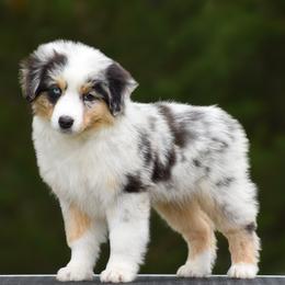 Champ - Blue merle male Miniature American Shepherd puppy in Omaha, Arkansas from Ashland Miniature American Shepherds & Miniature Australian Shepherds