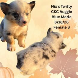 Female 3 - Blue merle and white female American Corgi puppy in Campbellsburg, Indiana from Kates Corgis