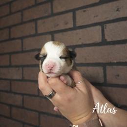 Atlas - Red and white male American Corgi puppy in Centerville, Tennessee from Katerina's American Corgis