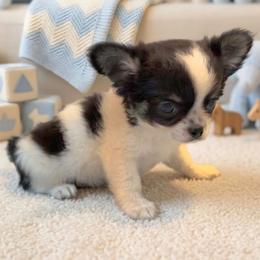 Mario - Black and white male Chihuahua puppy in Cape Coral, Florida from Inspired Chihuahuas