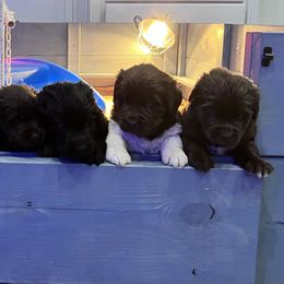 Newfoundland Puppies from Sugar Paws Newfoundlands