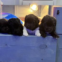Newfoundland Puppies from Sugar Paws Newfoundlands