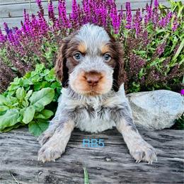 RB5 - Tri-Roan male English Springer Spaniel puppy in Britton, South Dakota from K&S Canines